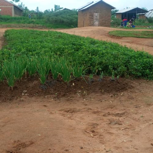 Oicha-Territoire de Beni : Certaines rues secondaires de la commune d’Oicha, en territoire de Beni, transformées à jardins de fortune par les femmes agricultrices.