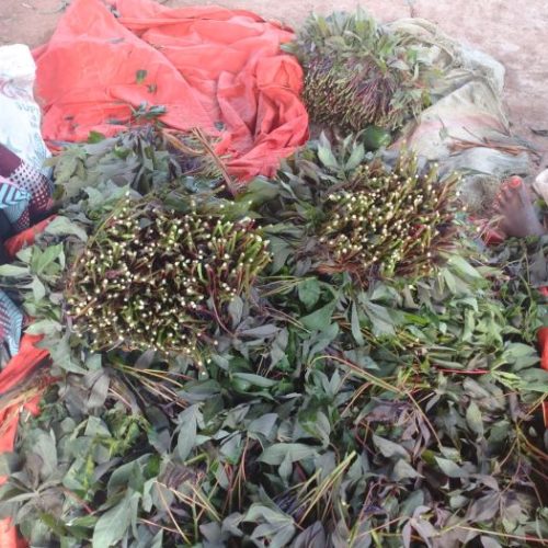 Butembo : une botte de sombé atteint dix mille francs congolais !